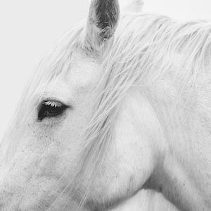 Puede incluir: Fotografía en blanco y negro de la cabeza de un caballo blanco. El ojo está enfocado, con una melena y crin largas y fluidas. La imagen es un primer plano, que destaca los detalles y la textura del caballo.