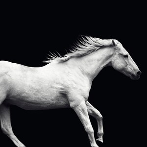 Motion Blur White Horse Photograph, White Horse Running with Black Background, Modern Equine Artwork