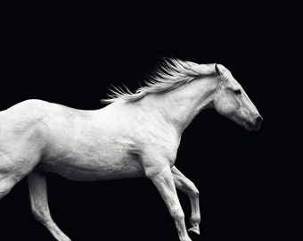 Motion Blur White Horse Photograph, White Horse Running with Black Background, Modern Equine Artwork