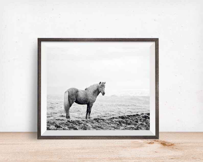 Icelandic Horse, Black and White Landscape Photograph, Equine Art, Physical Print image 1