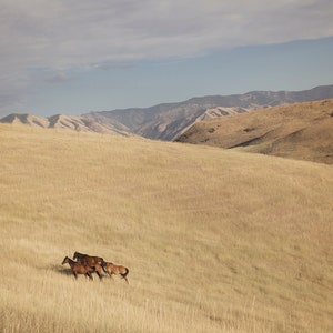 Scenic Horse Photo in Color, Physical Print, Horse and Landscape Photography