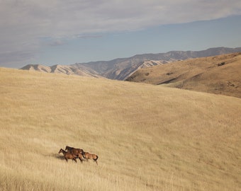 Scenic Horse Photo in Color, Physical Print, Horse and Landscape Photography