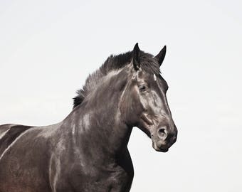 Black Horse Photograph | Minimalism in Art | Physical Print