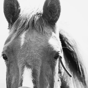 Close Up Horse Print in Black and White, Horse Eye Photo image 2
