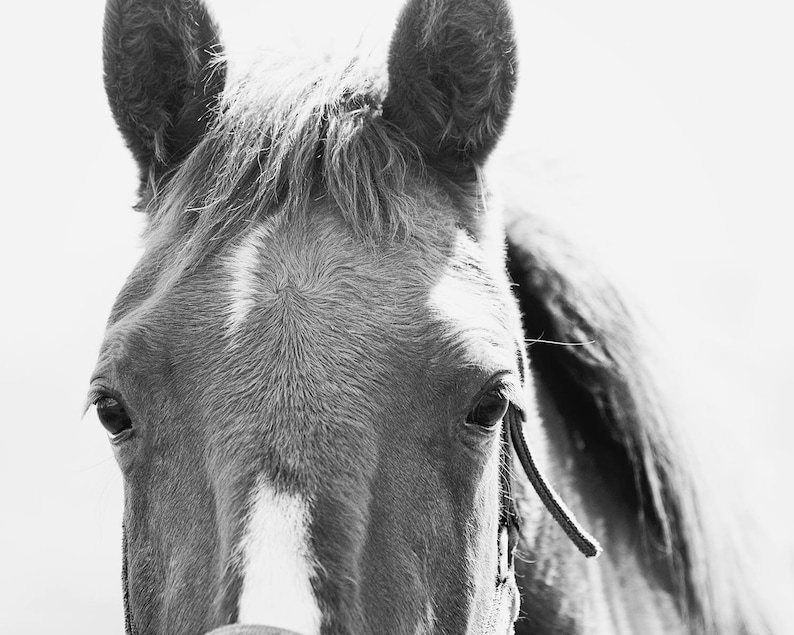 Close Up Horse Print in Black and White, Horse Eye Photo image 2