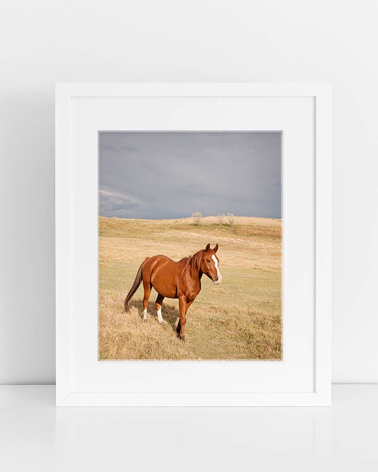 Horse in Landscape Photograph Physical Print Color Horse Wall Art Western Country Photography