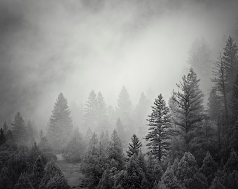 Forest Photograph in Black and White, Mountain Pines, Physical Print
