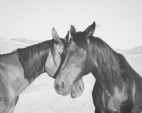 白黒の馬の抱擁写真、馬のアート - Etsy 日本