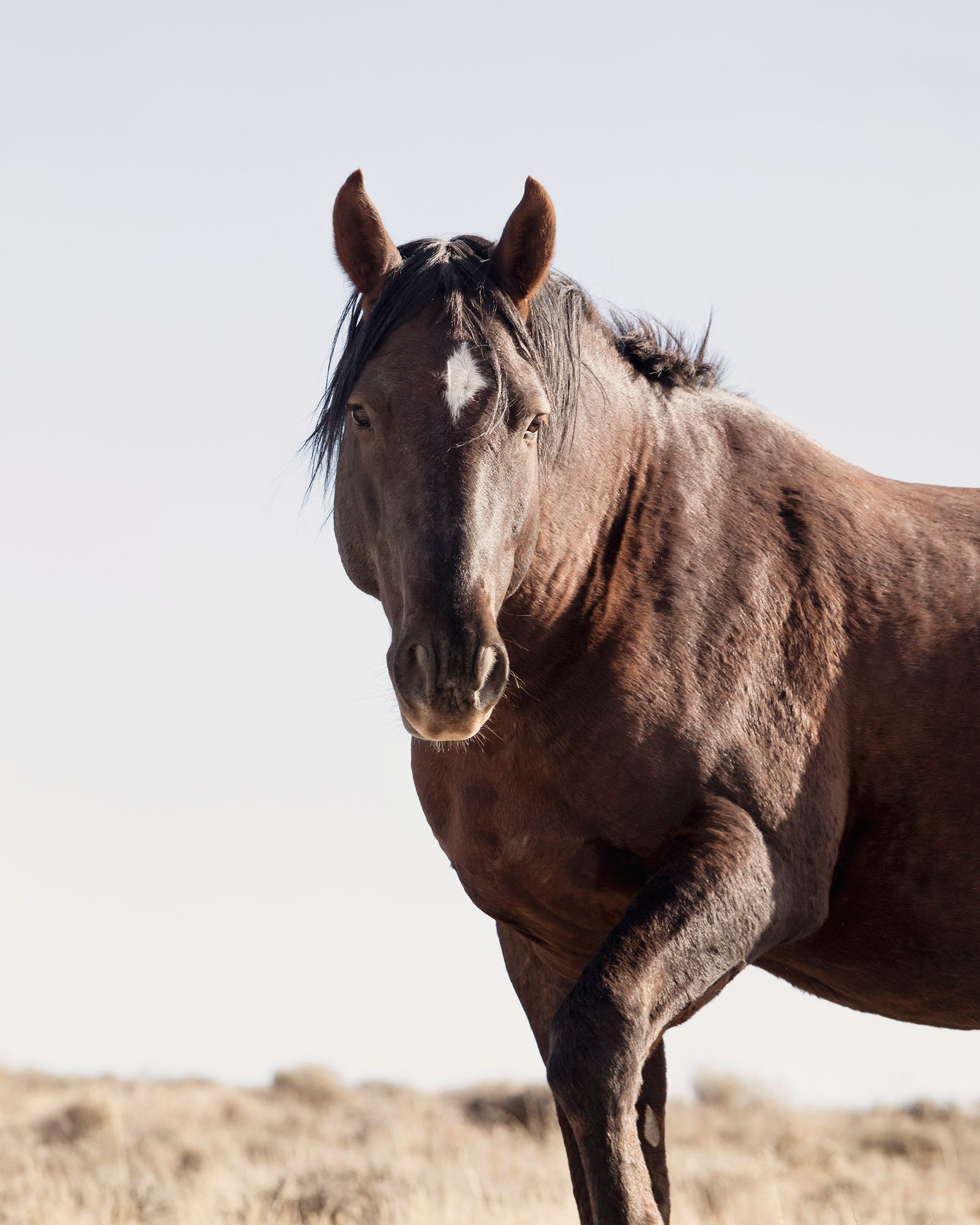 黒馬の写真、野生の黒馬、西洋美術、縦型プリント - Etsy 日本