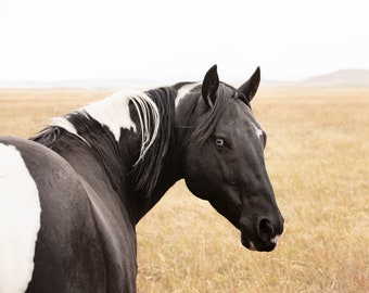 Black Horse Photograph, Black Paint with Blue Eye, Montana Horse Print