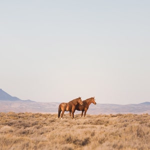 Chestnut Horses in Landscape, Vertical Horse Picture, Wild Horse Photograph, Equine Artwork