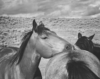 Fotografía de caballos occidentales en blanco y negro, impresión física, imagen equina