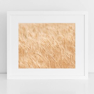 Minimalist Nature Photography, Wheat Fields Art Print, Physical Print image 2