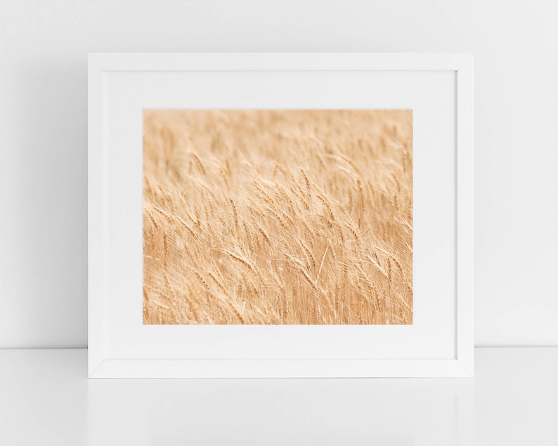 Minimalistische Naturfotografie, Weizenfelder Kunstdruck, Physischer Druck Bild 2