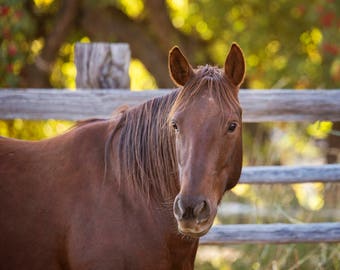 Country Equine Photography, Horse Art Print, Physical Print