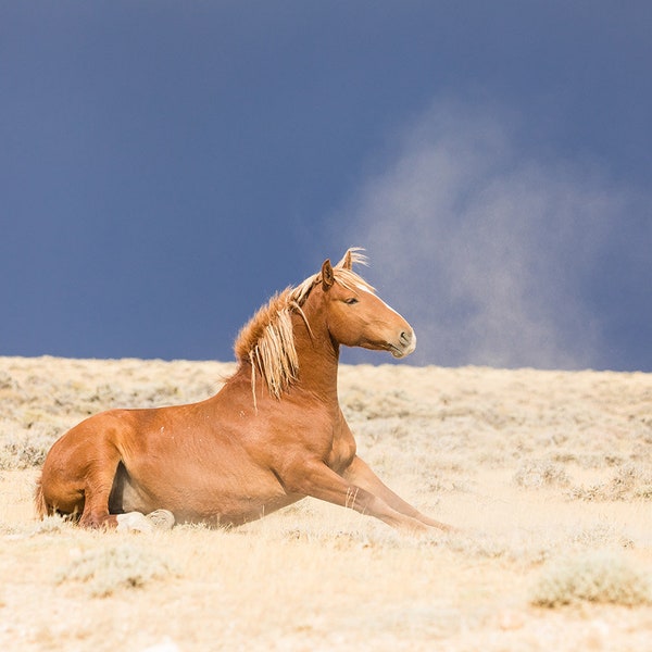 Sorrel in the Dust, Unique Wild Horse Photograph, Deep Colors Wall Art, Stunning Wild Horse Picture