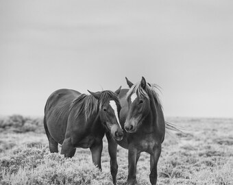 Wild Horse Comfort, Equine Photography in Black and White, Beautiful Animal Print