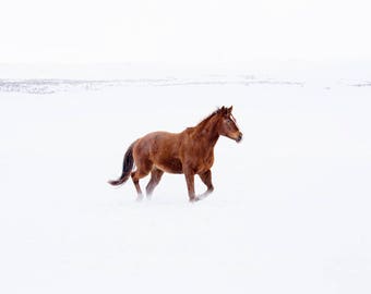 Snow Horse Photograph, Winter Equestrian Wall Art, Color Animal Print