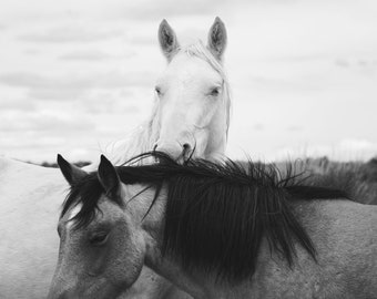 Black and White Wild Horse Photograph, Beautiful Horse Art, Wild Stallion, White Horse Picture