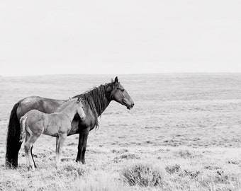 Wild Mare and Foal in Black and White, Horse Photography, Equine Wall Print, Mother and Baby Artwork