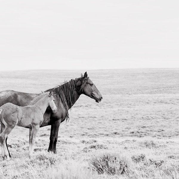 Wild Mare and Foal in Black and White, Horse Photography, Equine Wall Print, Mother and Baby Artwork