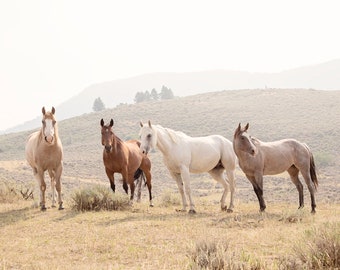 Pferde in Farbe, Reitsport Fotografie, Pferdefotografie Druck