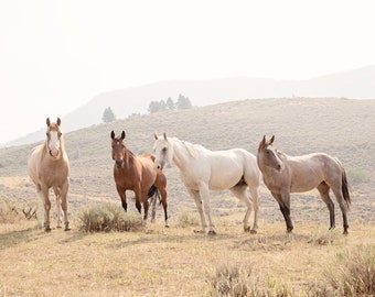 Horses in Color, Equestrain Photograph, Horse Photography Print