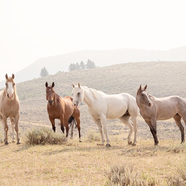 Horses in Color, Equestrain Photograph, Horse Photography Print