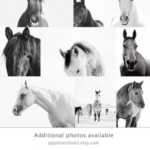 Horse Back Photograph in Black and White Modern Equine Art PHYSICAL PRINT image 5