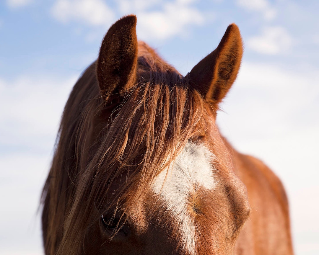 馬の耳の写真：現代の馬のアートプリント - Etsy 日本