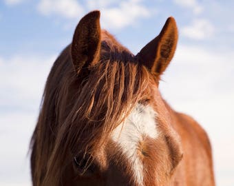 Horse Ears Photograph in Color | Physical Print of Equine | Modern Horse Art in Color