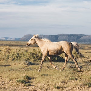 Unbridled, Palomino Horse Photograph, Wild Horse, Western Landscape Print
