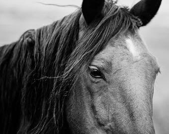 Horse Photograph, Black and White, Black Horse Animal Art, Black and White Photography, Physical Print