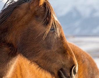 Western Art Horse Photograph, Physical Print, Chestnut Horse