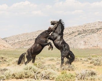 Western Art Print, Black Stallions, Black Horse Picture, Stallion Battle