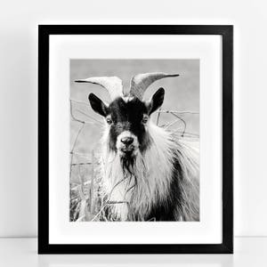 Billy Goat Photograph, Black and White Photography, Cute Goat Art, Physical Print