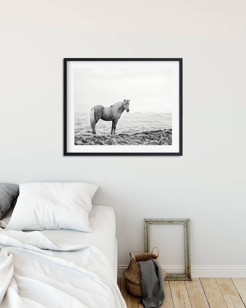 Icelandic Horse, Black and White Landscape Photograph, Equine Art, Physical Print image 4