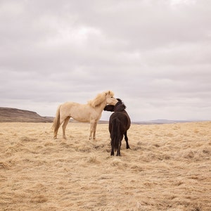 Icelanadic Horses in Color Photograph, Physical Print, Horse Wall Art image 1