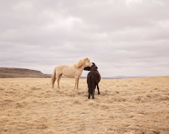 Icelanadic Horses in Color Photograph, Physical Print, Horse Wall Art