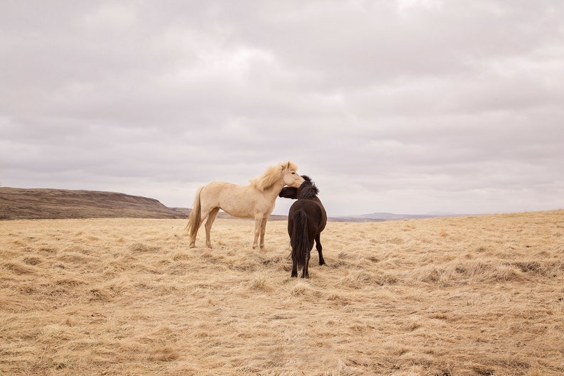 Icelanadic Horses in Color Photograph, Physical Print, Horse Wall Art image 1