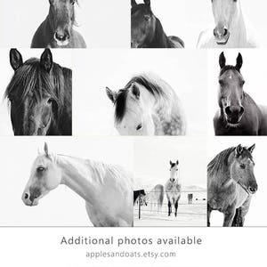 Horse Eye Photograph, Close Up White Horse, Physical Print image 10