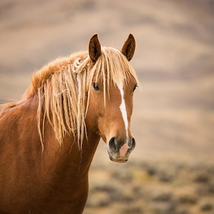 Wild Horse Photograph, Mustang Photography, Autumn Artwork, Animal Print