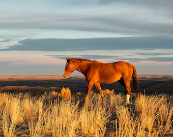 Red Sunrise Horse Photograph, Wild Horse Print, Equine Art, Beautiful Photography in Color