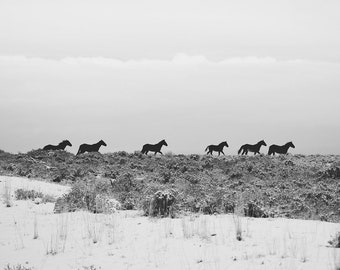 Impresión de paisaje de invierno con caballos, arte de caballos salvajes en blanco y negro, invierno occidental