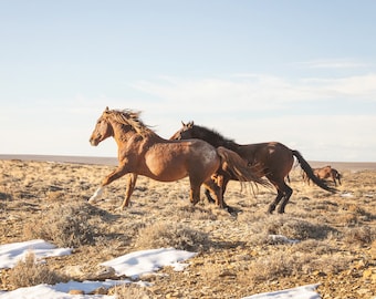 Spirited Play, Wild Horses Print, Color Animal Photography