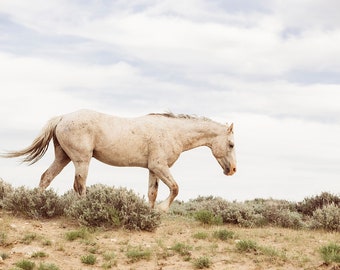 Wander Wild Horse Picture, White Horse Artwork, Western Scene, Landscape Print