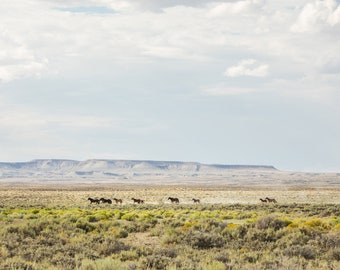 The Divide, Desert Wild Horse Photograph, Horse Wall Print