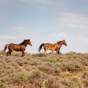 Running Horses Photograph, Wild Horses, Western Art Print