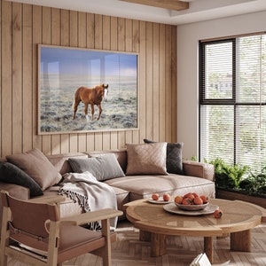 Little Curly, Young Wild Horse Photograph in Color, Horse Wall Art image 5