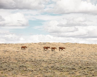 Wild Horses in Landscape Photograph, Color Photography, Nature Wall Art, Large Print